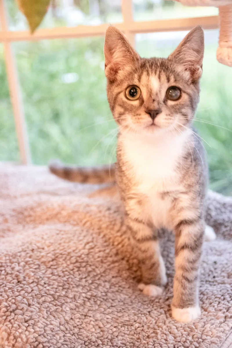A baby medium-sized female Tabby (Gray / Blue / Silver) Domestic Short Hair cat named Honeybee for adoption in Haddon Heights, NJ