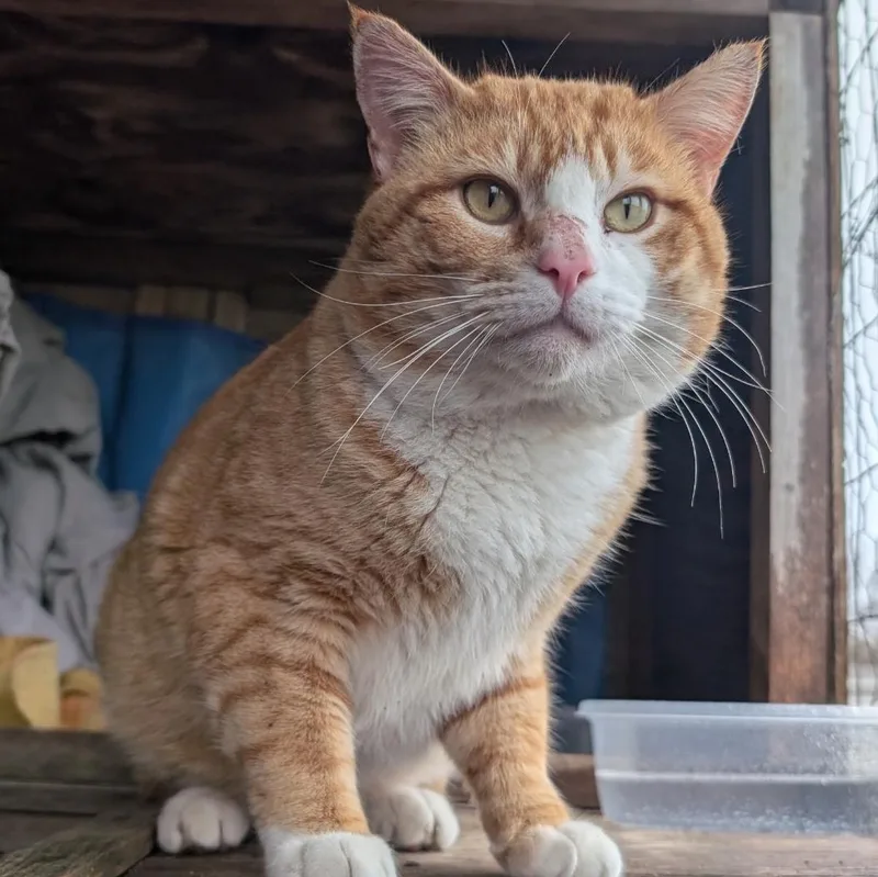 A young large-sized male Tabby (Orange / Red) Domestic Short Hair cat named Murphy for adoption in Omaha, NE