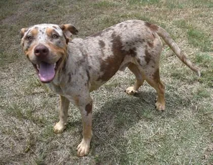An adult large-sized male Yellow / Tan / Blond / Fawn Catahoula Leopard Dog dog named Earl for adoption in Inverness, FL