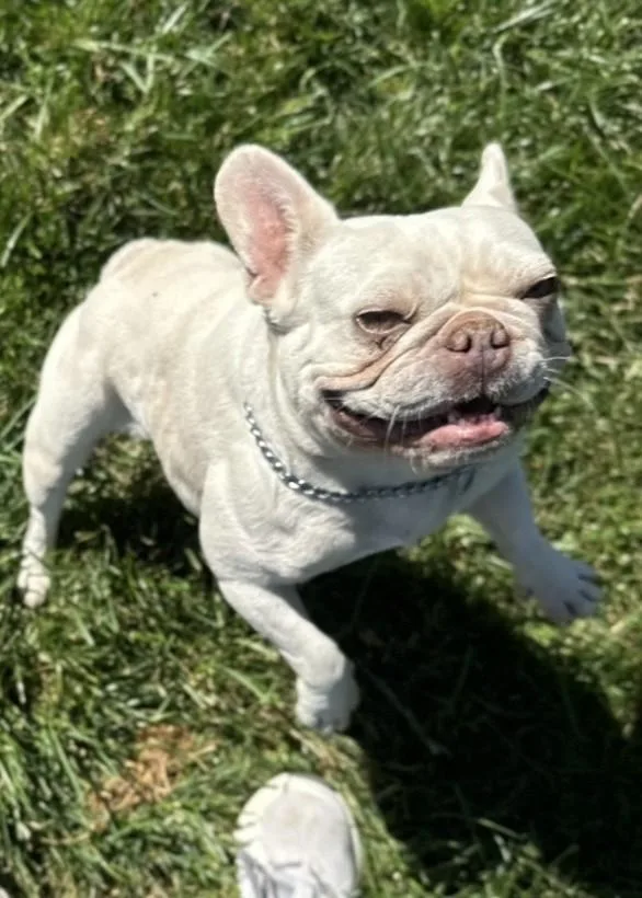 An adult small-sized female White / Cream French Bulldog dog named Stella for adoption in Dublin, CA