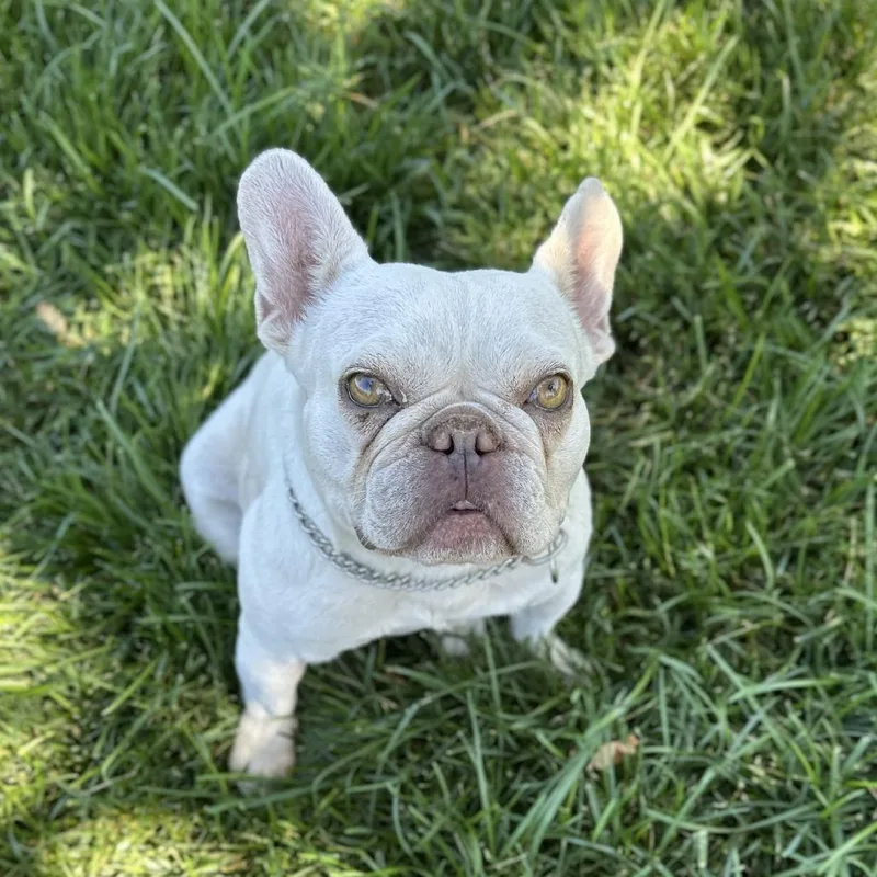 Stella thumbnail 4