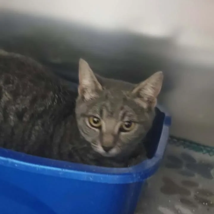 A young small-sized male Gray / Blue / Silver Domestic Short Hair cat named Connor for adoption in Leander, TX