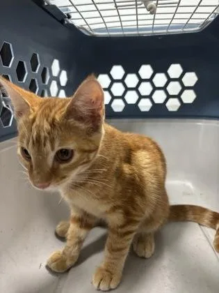 A baby small-sized male Domestic Short Hair cat named Philly for adoption in Cumming, GA