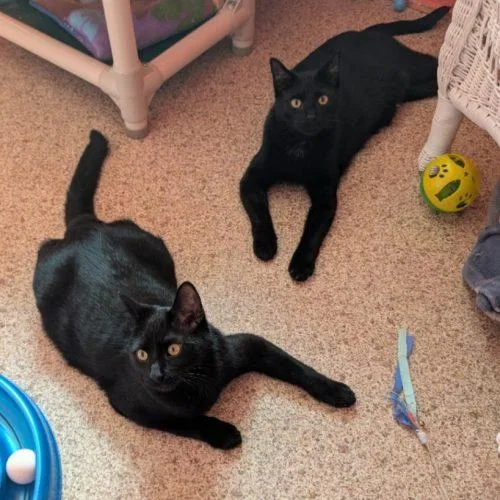 A baby medium-sized male Black Domestic Short Hair cat named Sprite for adoption in Elizabeth, IL