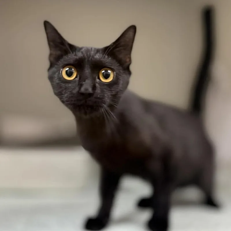 An adult small-sized female Black Domestic Short Hair cat named Panther for adoption in Caryville, TN