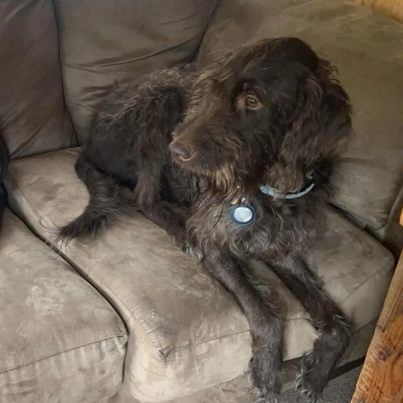 An adult medium-sized male Brown / Chocolate Aussiedoodle dog named Hudson for adoption in Lexington, KY
