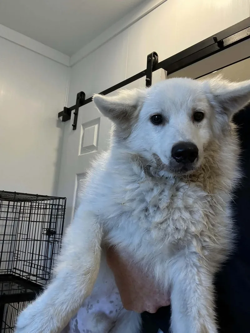A young medium-sized male American Eskimo Dog dog named Mayo for adoption in Havertown, PA