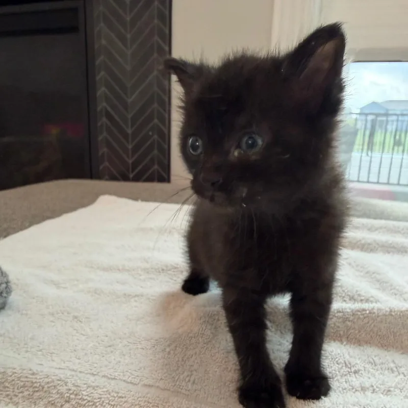 A baby small-sized female Black Domestic Short Hair cat named Cassie for adoption in West Des Moines, IA