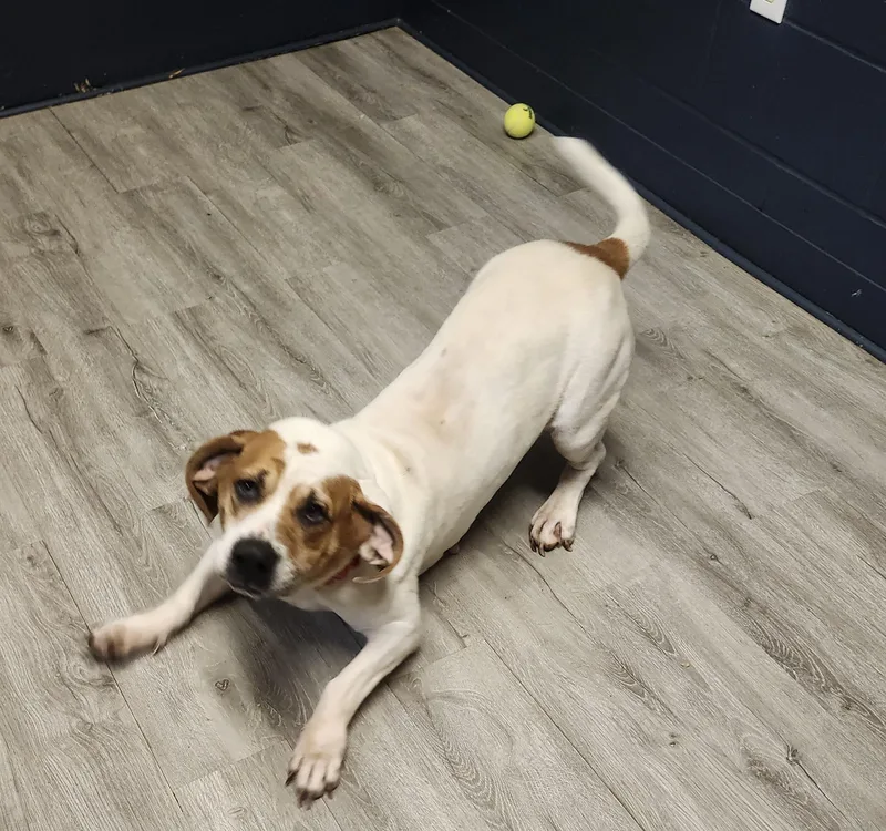 An adult medium-sized female White / Cream Basset Hound dog named Butterbean for adoption in Mansfield, OH