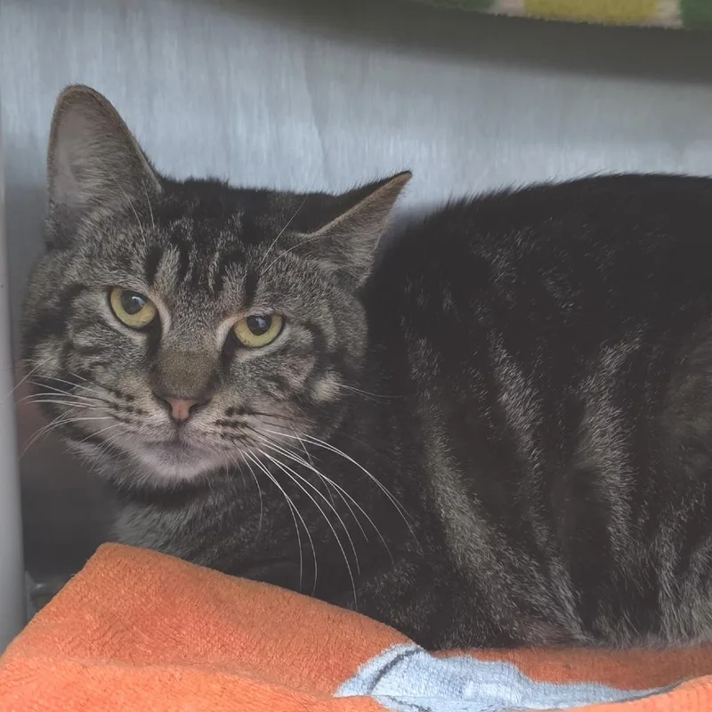 A young medium-sized male Brown / Chocolate Domestic Short Hair cat named Dimitri for adoption in Fort Wayne, IN