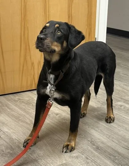 An adult large-sized female Shepherd dog named Vicky for adoption in Conway, SC