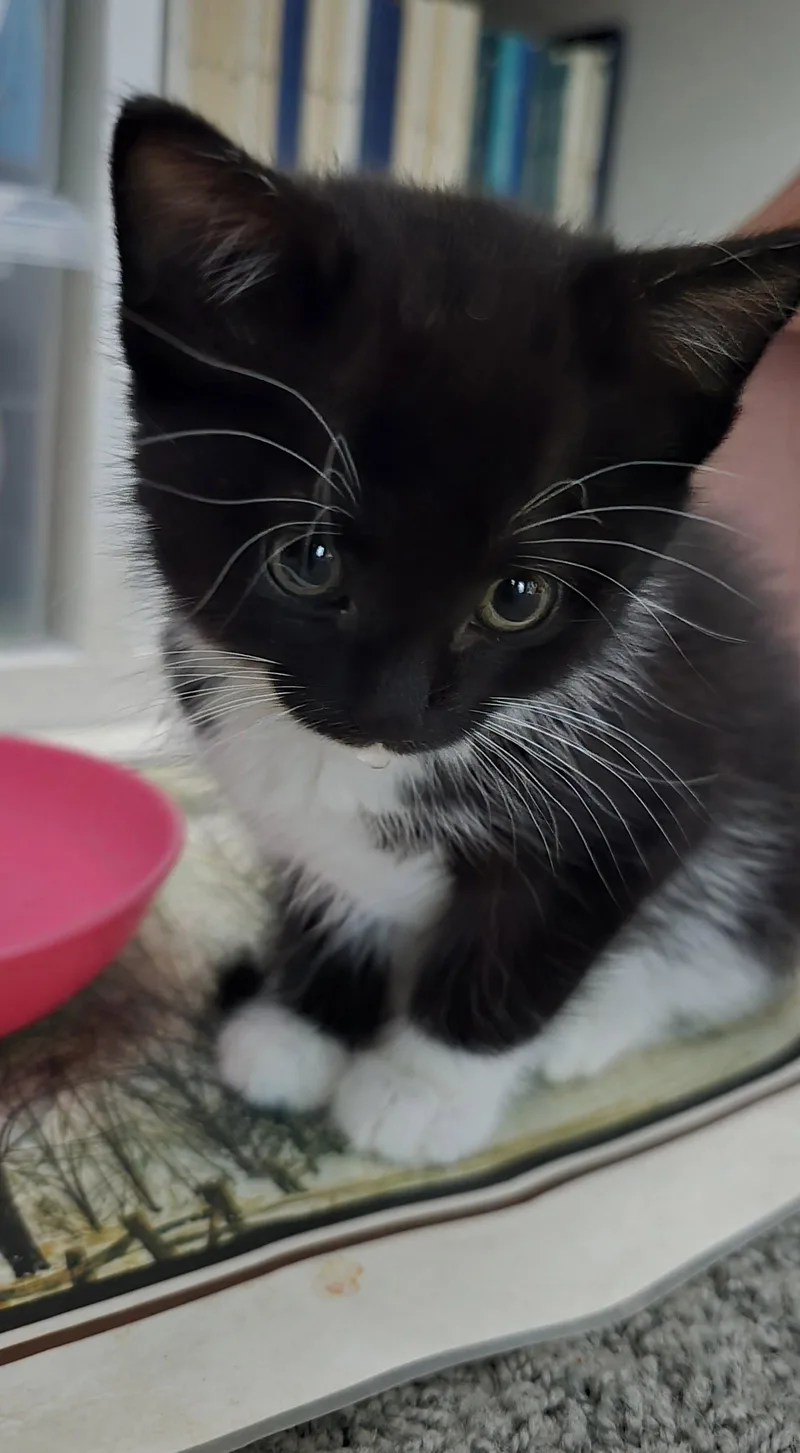 Maisie thumbnail 2