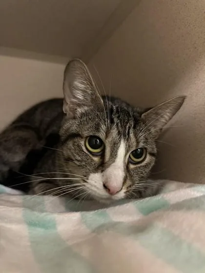 An adult medium-sized female Domestic Short Hair cat named Paws for adoption in Quakertown, PA