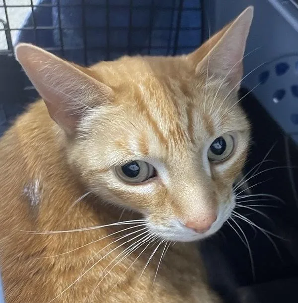 A senior medium-sized male Domestic Short Hair cat named Oliver for adoption in Escondido, CA