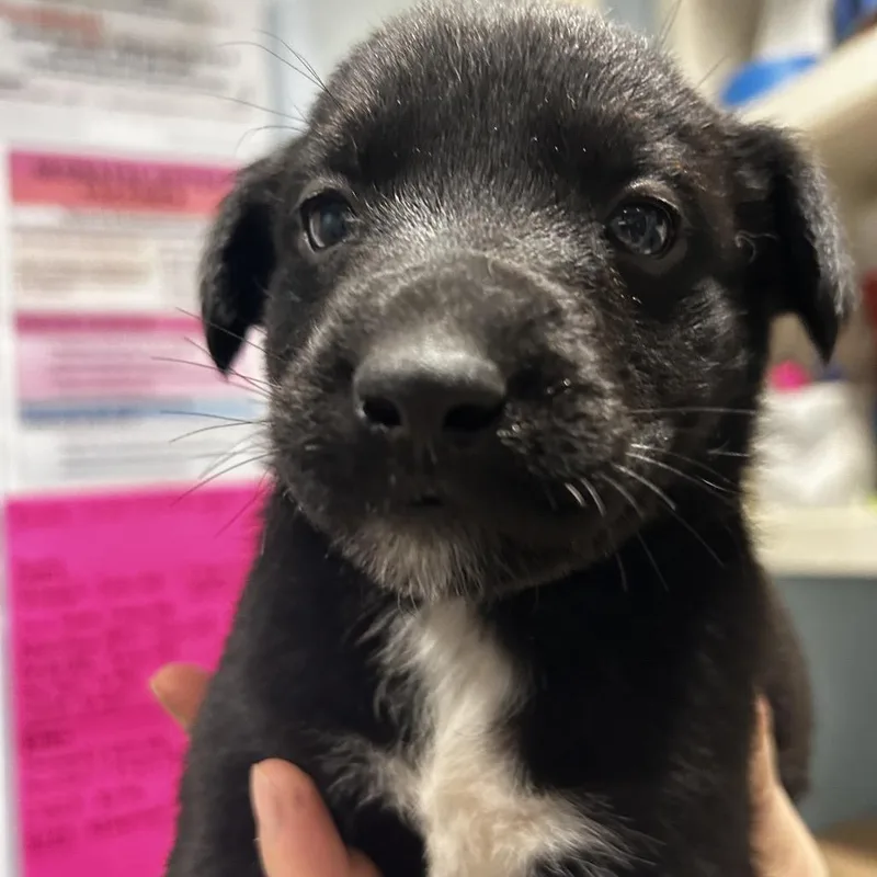 A baby small-sized male Black Mixed Breed dog named Porter for adoption in Chattanooga, TN