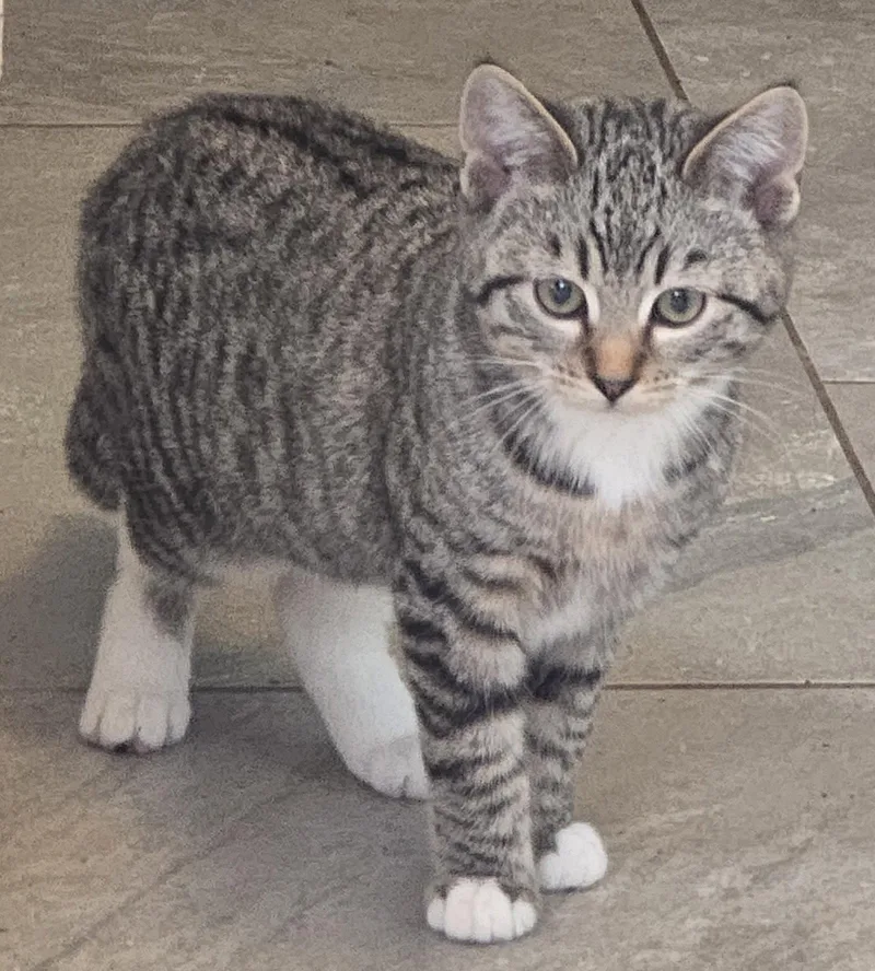 A baby medium-sized female Tabby cat named Luna for adoption in Palo Alto, CA