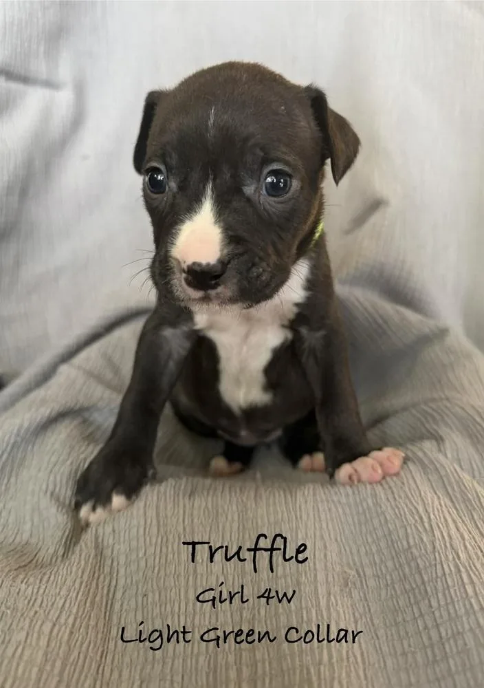 A baby small-sized female Tricolor (Brown, Black, & White) Pit Bull Terrier dog named Truffle for adoption in Colorado Springs, CO