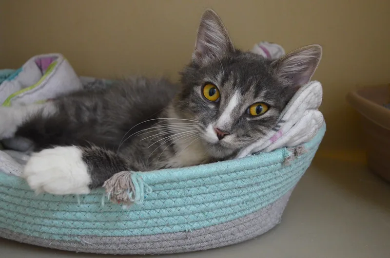 A baby medium-sized female Tabby (Brown / Chocolate) Domestic Long Hair cat named Evie for adoption in Westbrook, CT