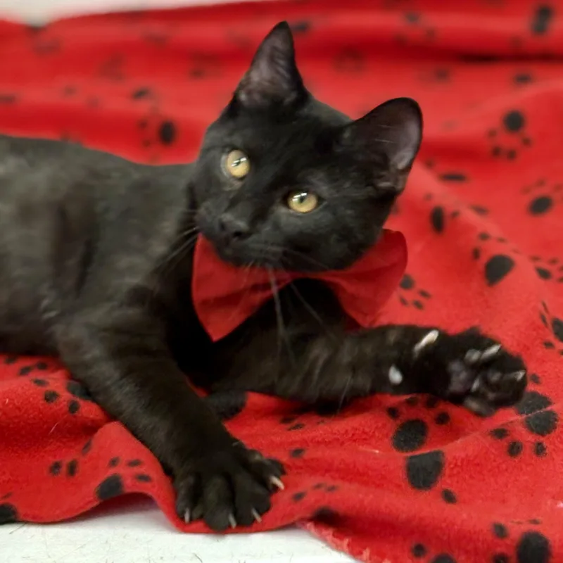 Shamrock thumbnail 2