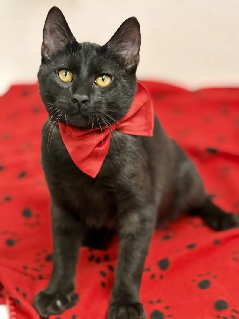 Shamrock thumbnail 3