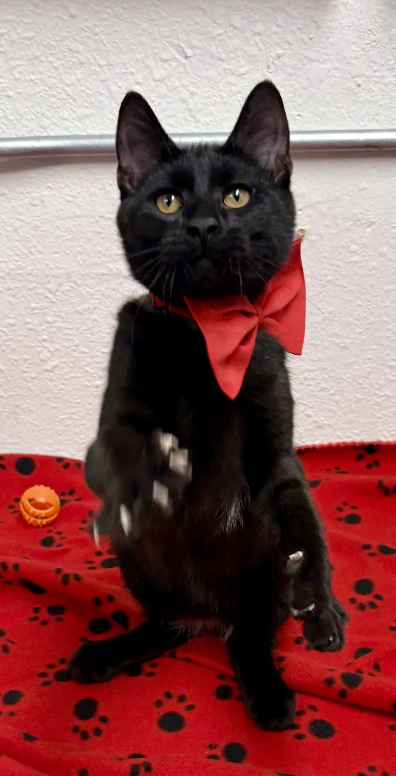 Shamrock thumbnail 4