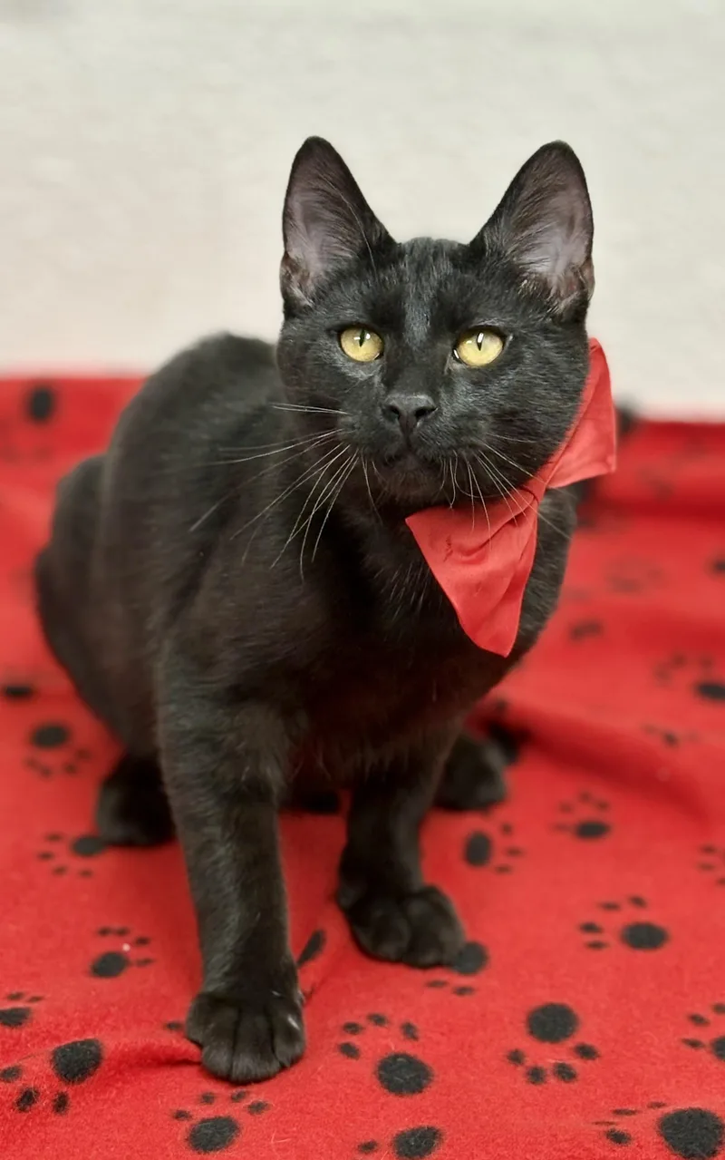 Shamrock thumbnail 5