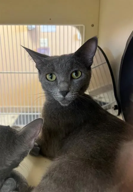 A young small-sized female Domestic Short Hair cat named Lylah for adoption in Thousand Palms, CA