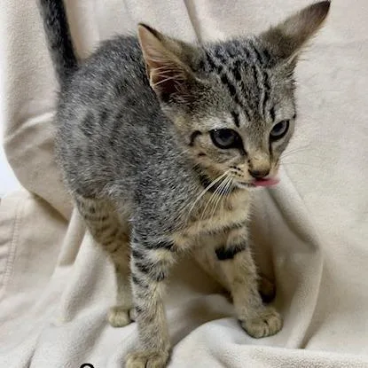 A young small-sized female Brown / Chocolate Domestic Short Hair cat named Venus for adoption in Donalsonville, GA