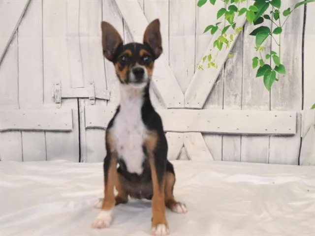Loki