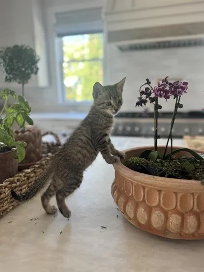 A baby small-sized female Domestic Short Hair cat named a Tillie for adoption in North Charleston, SC