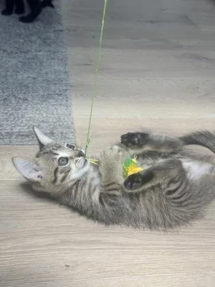 a Tillie thumbnail 2