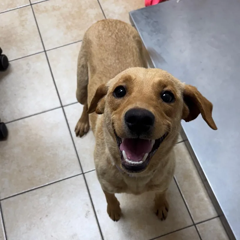 A young medium-sized female Yellow / Tan / Blond / Fawn Labrador Retriever dog named Fanta for adoption in Pekin, IL