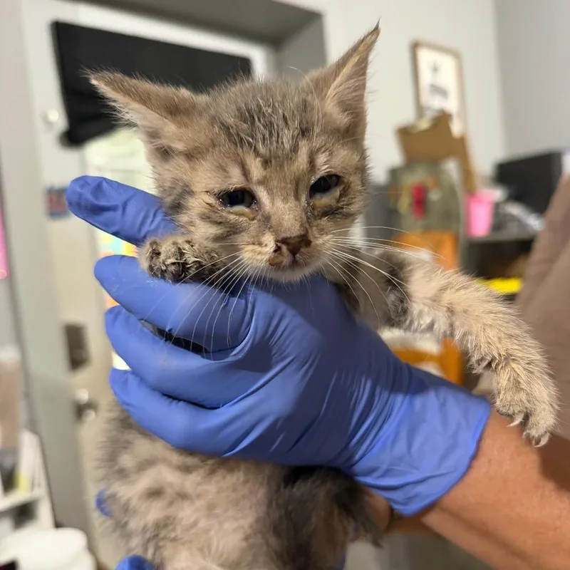 A baby small-sized male Gray / Blue / Silver Domestic Short Hair cat named Moose for adoption in Wappingers Falls, NY