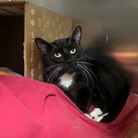 An adult large-sized male Black Domestic Short Hair cat named Spaz for adoption in Dover, NH