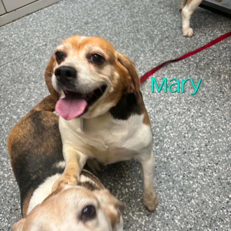 Mary