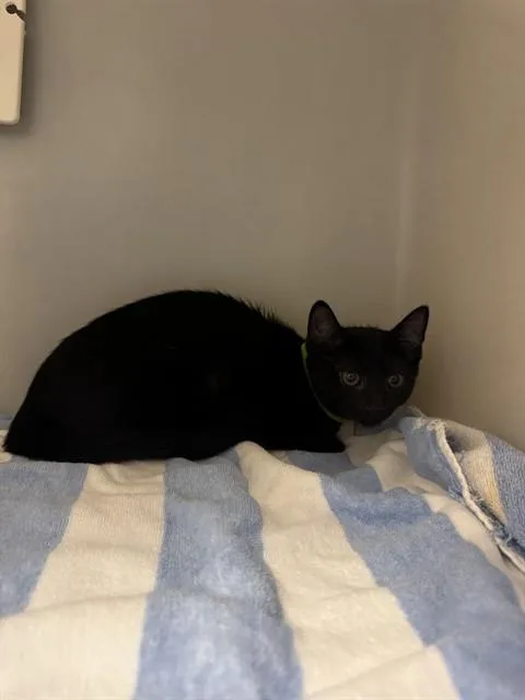 A baby small-sized female Domestic Short Hair cat named Sand Scraper for adoption in Statesville, NC