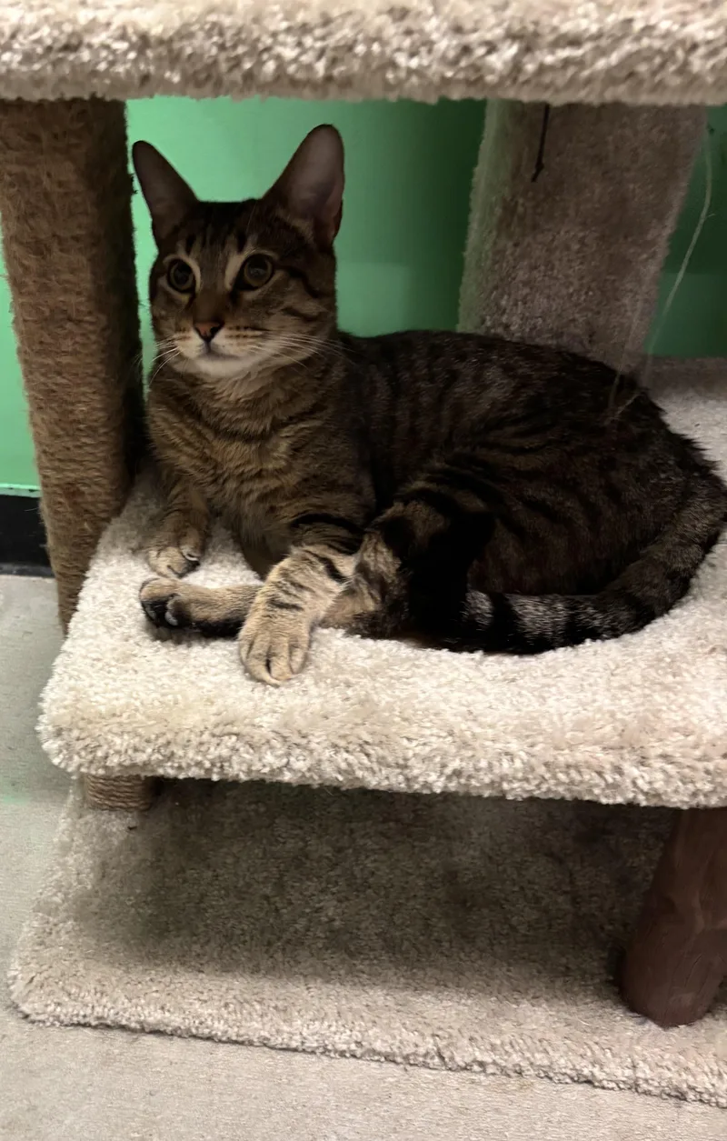 A young medium-sized male Domestic Short Hair cat named Charles Moore for adoption in Bensalem, PA