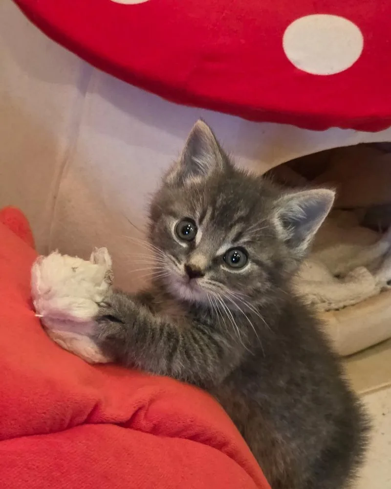 A baby medium-sized male Domestic Short Hair cat named Dior for adoption in Pomona, NY