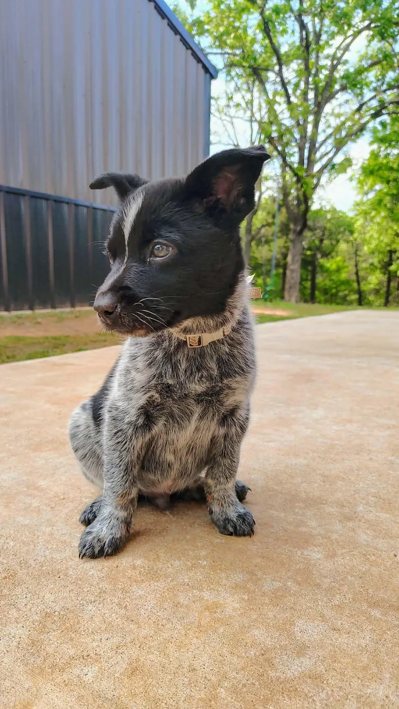 A baby medium-sized male Black Australian Cattle Dog / Blue Heeler dog named Hondo for adoption in Oklahoma City, OK