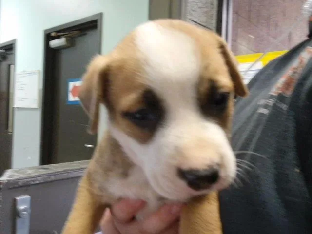 A baby small-sized female Pit Bull Terrier dog named Artemis for adoption in Tulsa, OK