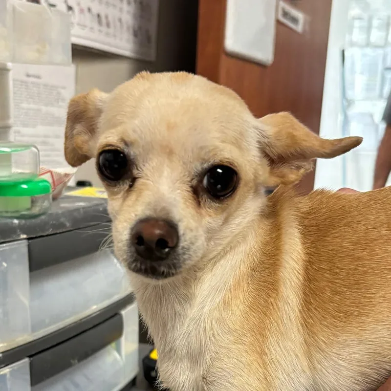 An adult small-sized female White / Cream Chihuahua dog named Luna for adoption in Yuma, AZ