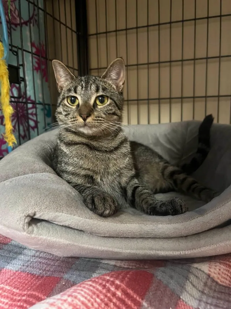 An adult medium-sized female Domestic Short Hair cat named Lily for adoption in Davenport, IA