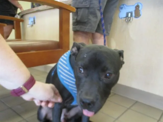 A baby medium-sized male Pit Bull Terrier dog named Mushu for adoption in Ocala, FL