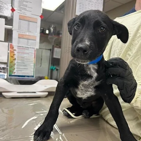 A baby small-sized male Apricot / Beige Mixed Breed dog named Hendrix for adoption in Knoxville, TN