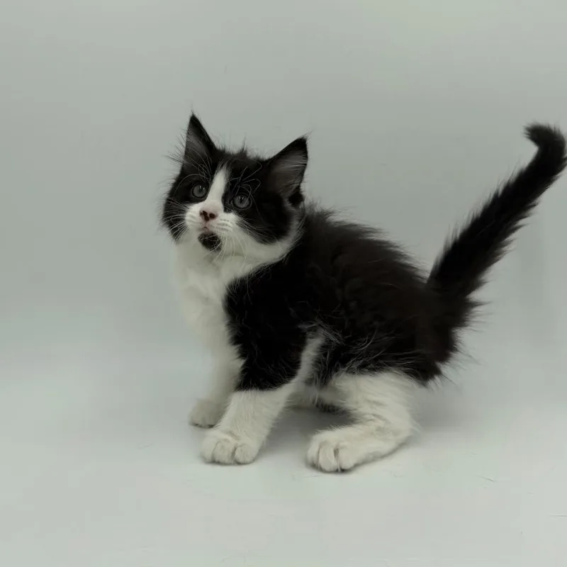 A baby medium-sized male Domestic Medium Hair cat named Lindy Hop for adoption in State College, PA
