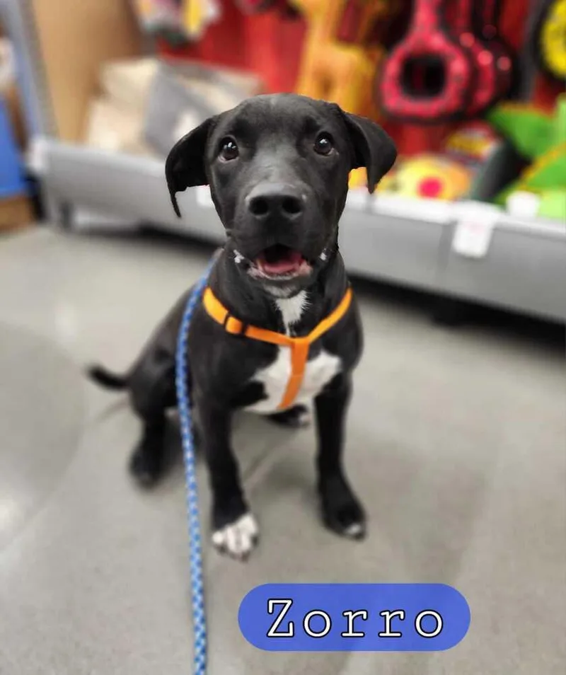 A young medium-sized male Tricolor (Brown, Black, & White) Labrador Retriever dog named Zorro for adoption in Tulsa, OK