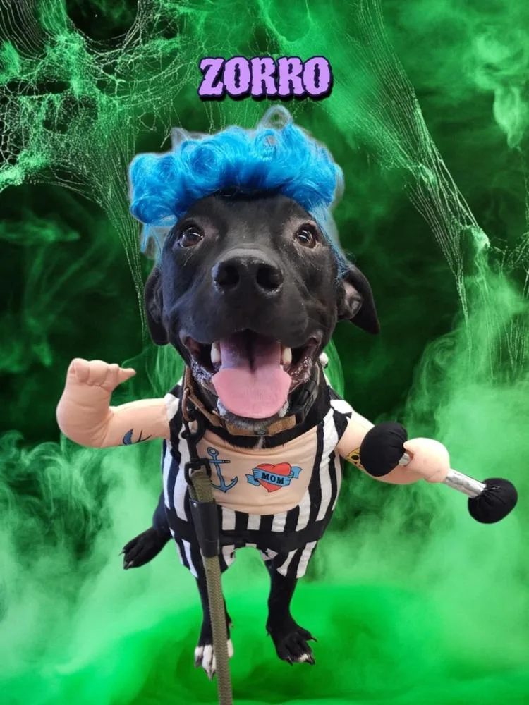 Zorro thumbnail 4