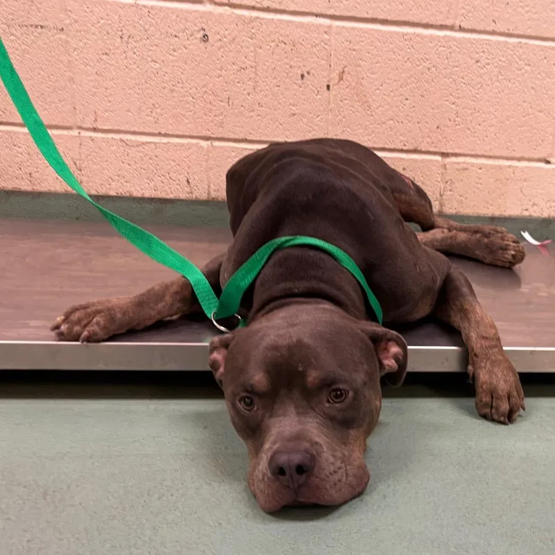 An adult medium-sized male Mixed Breed dog named Bento for adoption in Memphis, TN