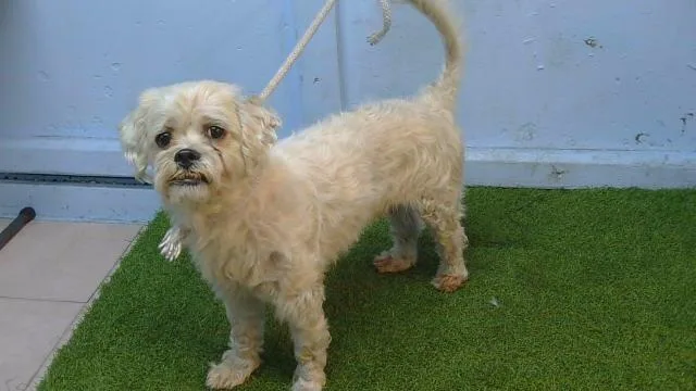 An adult small-sized male Maltese dog named A for adoption in Gardena, CA