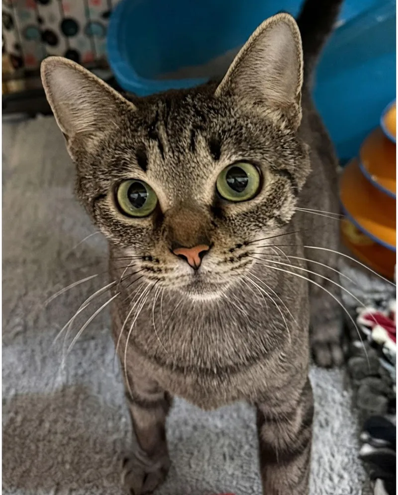 A young medium-sized female Domestic Short Hair cat named June for adoption in Blasdell, NY